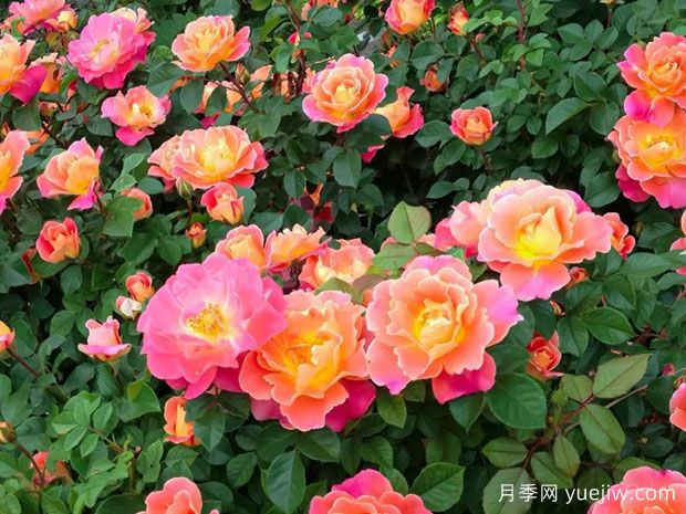 果汁绝代佳人月季(图1) 果汁绝代佳人月季(图2)