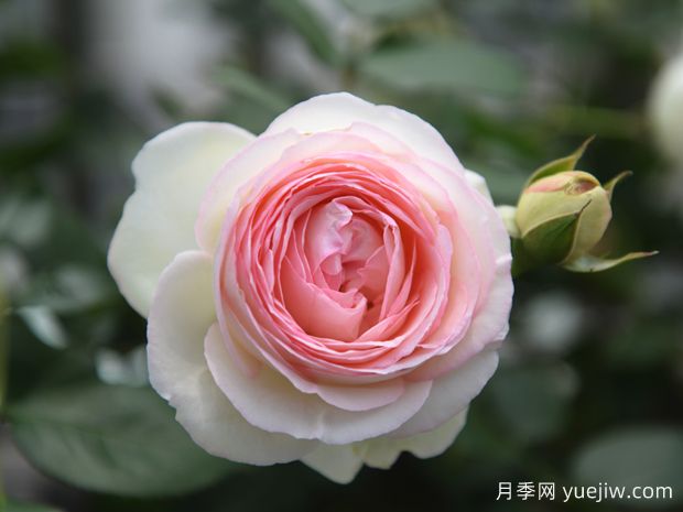 ***漂亮的月季花品种有哪些？(图1)
