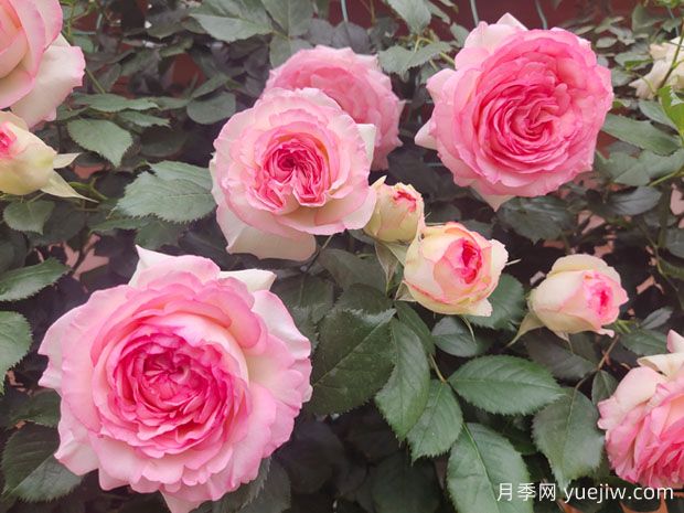 世界蕞好看的十大月季花品种,有龙沙宝石、彩云、果汁阳台(图1) 世界最好看的十大月季花品种,有龙沙宝石、彩云、果汁阳台(图1)