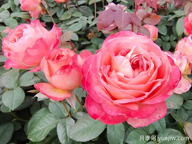 世界蕞好看的十大月季花品种,有龙沙宝石、彩云、果汁阳台(图2) 世界最好看的十大月季花品种,有龙沙宝石、彩云、果汁阳台(图2)