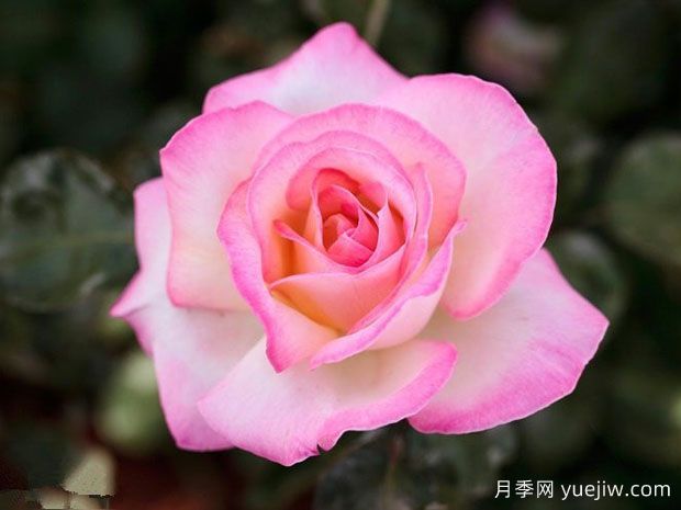 世界蕞好看的十大月季花品种,有龙沙宝石、彩云、果汁阳台(图3) 世界最好看的十大月季花品种,有龙沙宝石、彩云、果汁阳台(图3)