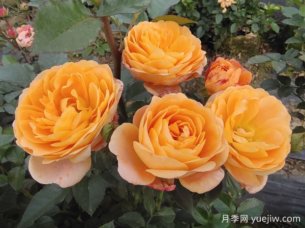 世界蕞好看的十大月季花品种,有龙沙宝石、彩云、果汁阳台(图4) 世界最好看的十大月季花品种,有龙沙宝石、彩云、果汁阳台(图4)