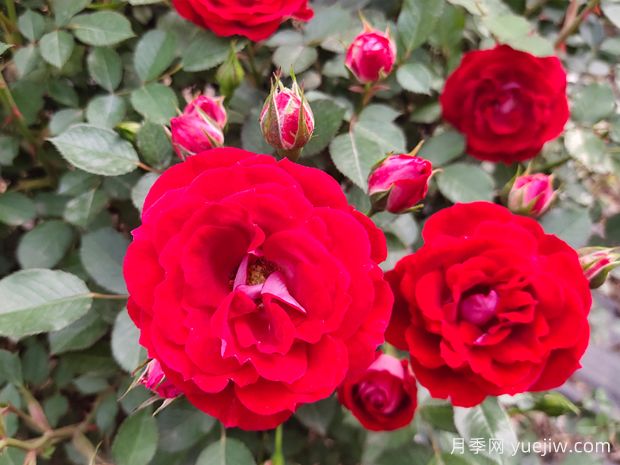 2025十大超级优秀的爬藤月季品种(图4)