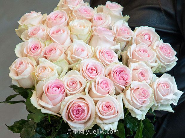 甜蜜苏醒月季(图1) 甜蜜苏醒月季(图1)