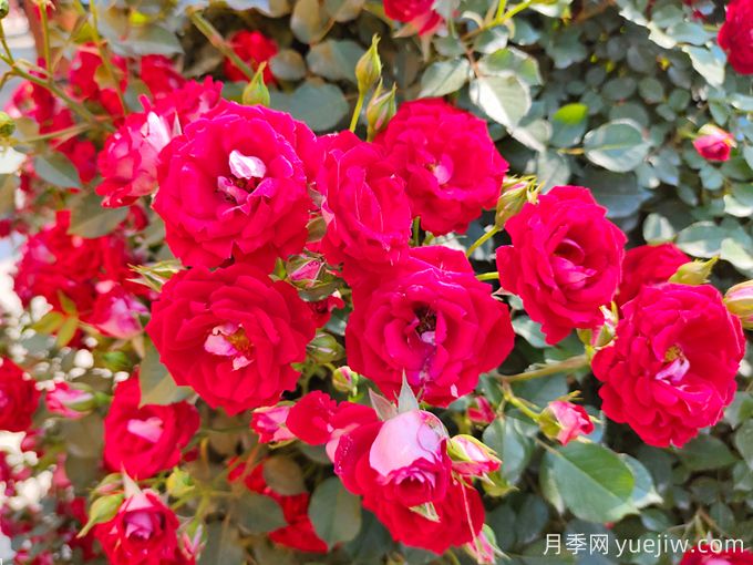 夏季月季花越开越小怎么办?(图1) 夏季月季花越开越小怎么办?(图1)