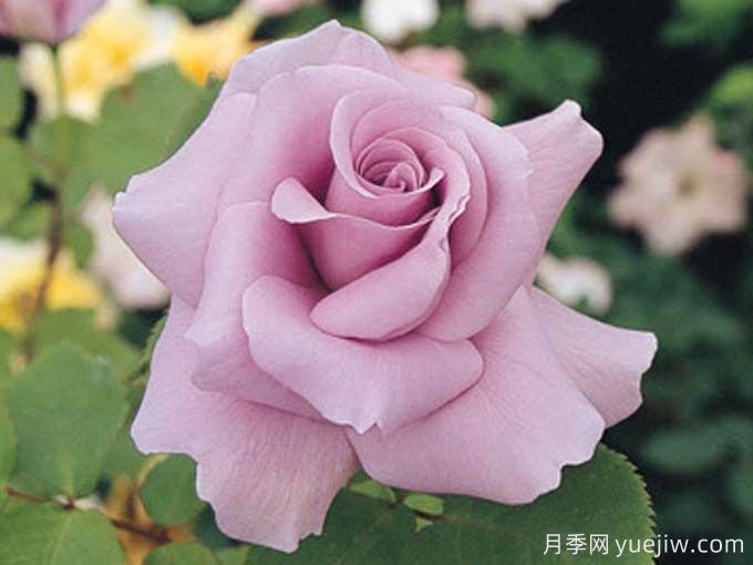 渡良濑月季(图1) 渡良濑月季(图1)