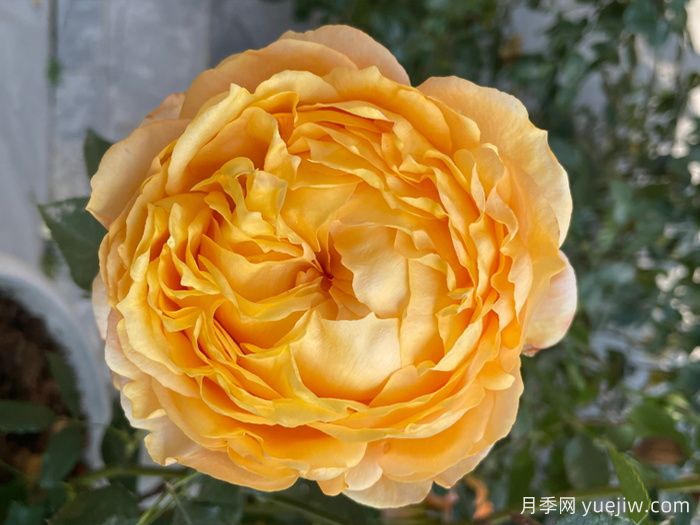 南瓜酥月季(图1) 南瓜酥月季(图1)