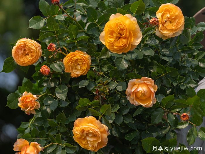 南瓜酥月季(图3) 南瓜酥月季(图3)