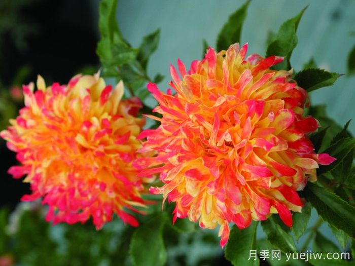 烟花波浪月季/烟花褶边(图3)