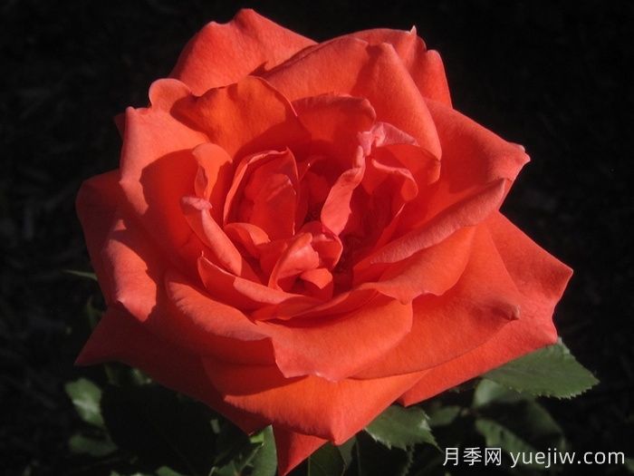 激情似火月季(图1) 激情似火月季(图1)