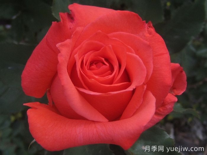 激情似火月季(图2) 激情似火月季(图2)