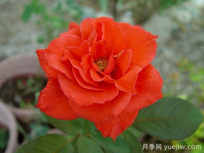 激情似火月季(图3) 激情似火月季(图3)