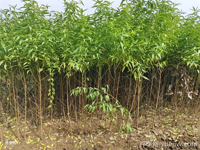 南阳市卧龙区陆营镇果树苗繁育基地(图1)