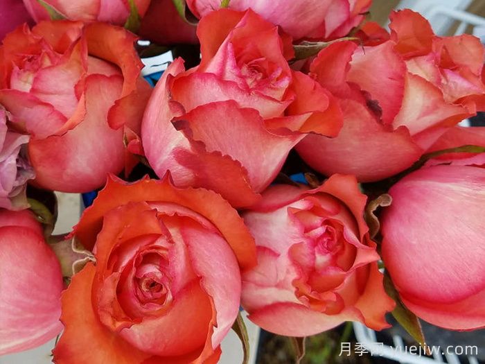 伊瓜纳月季(图1)