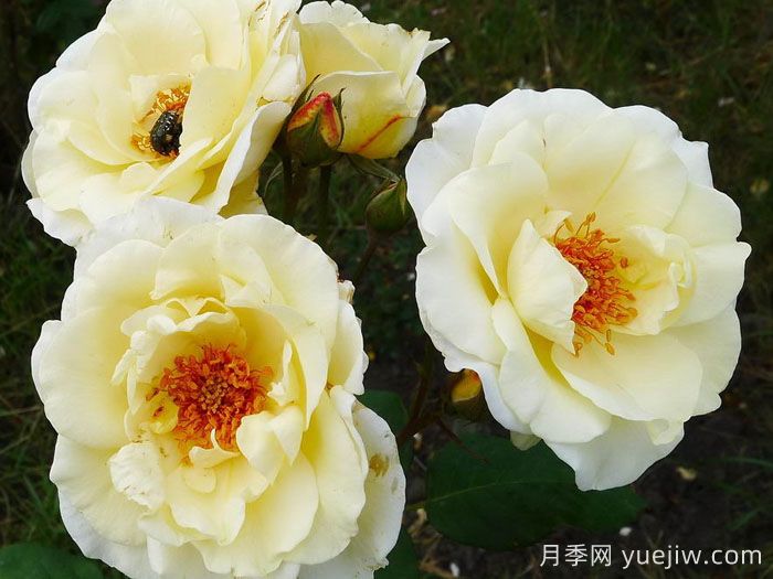 象牙时尚月季(图1) 象牙时尚月季(图1)