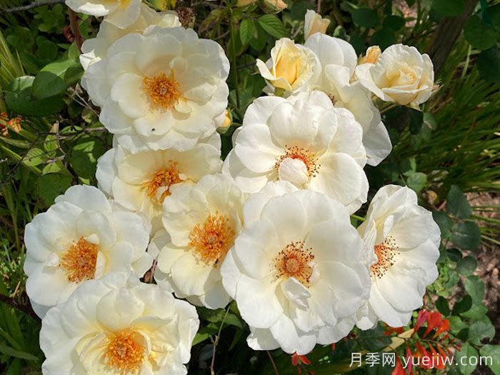 象牙时尚月季(图3) 象牙时尚月季(图3)