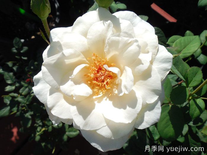 象牙时尚月季(图2) 象牙时尚月季(图2)