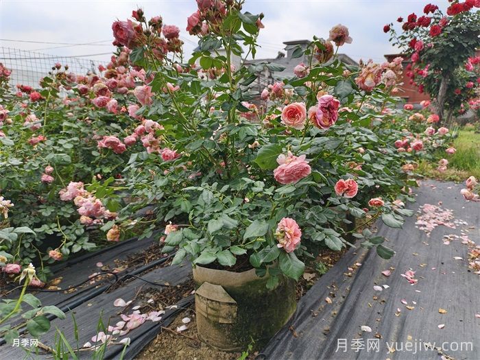 月季总往一边倒？教你解决月季偏冠问题(图1)