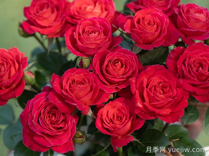 绛桃春月季(图1) 绛桃春月季(图1)