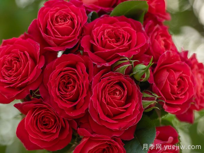 绛桃春月季(图2) 绛桃春月季(图2)