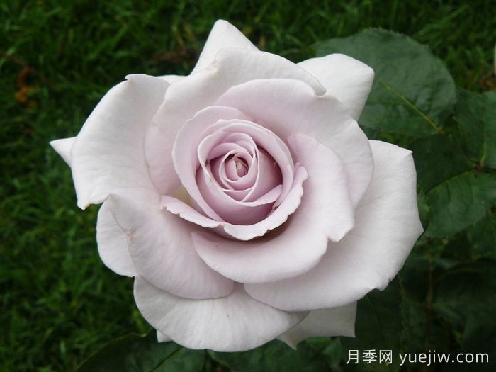 不锈钢月季(图1) 不锈钢月季(图1)