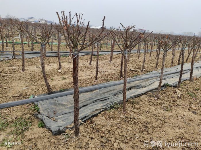 12月份月季应该如何养护?(图2) 12月份月季应该如何养护?(图2)