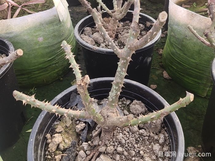 1月份园林养护管理技术指南(图2) 1月份园林养护管理技术指南(图2)